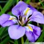 iris.jpg