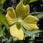 petal-sepal.jpg